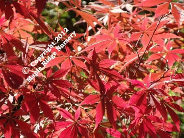 Acer palmatum 'Sherwood Flame' - mapleridgenursery